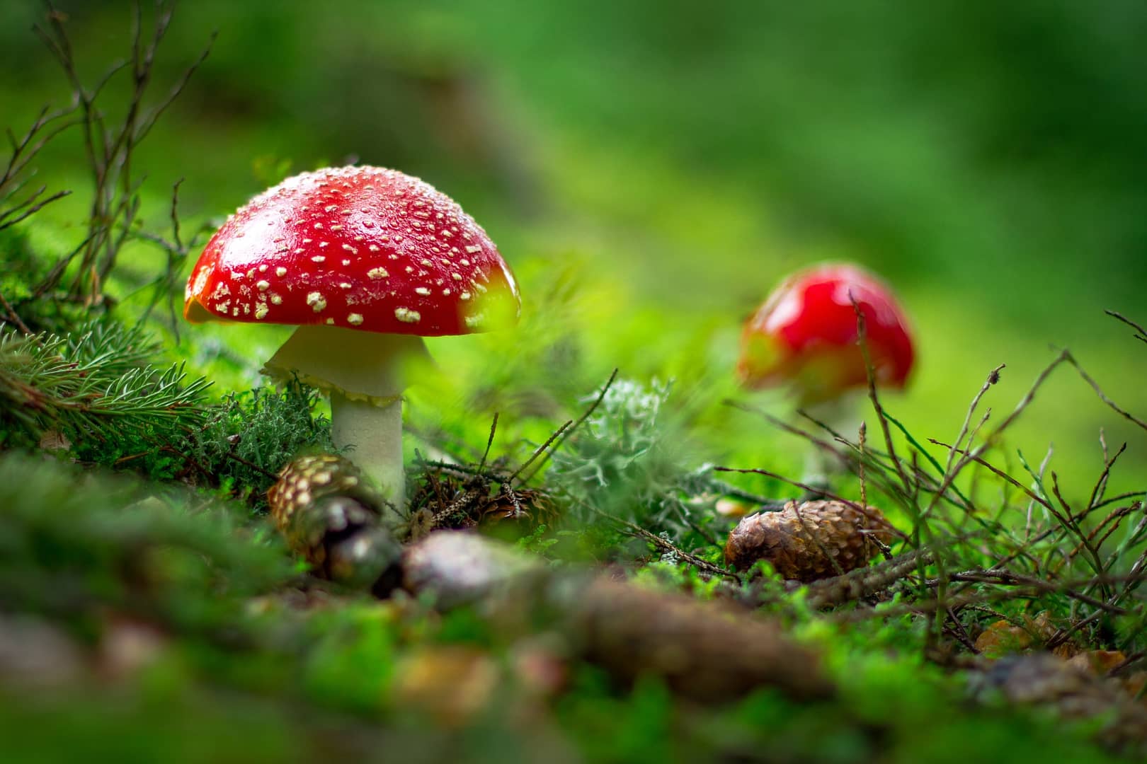 mushrooms