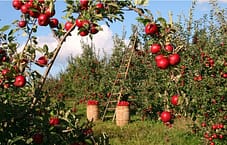 farm