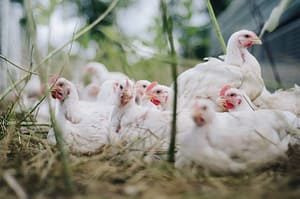 chicken